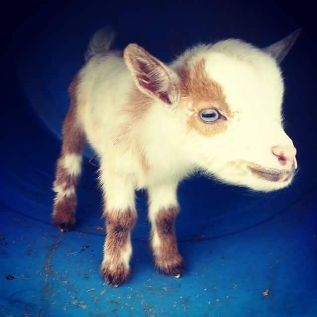 Merciful Hearts Farm photo 2