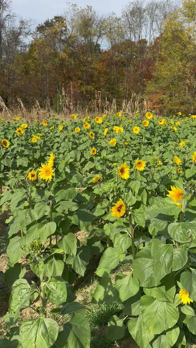 Pennington Family Farms Country Pumpkins photo 15
