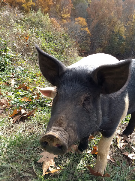 Ararat Farm photo 2