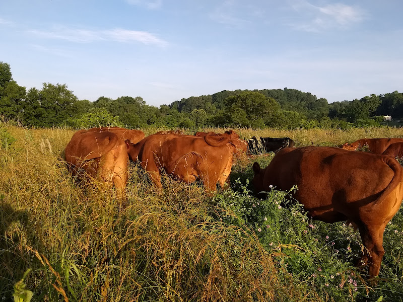 Ararat Farm photo 3
