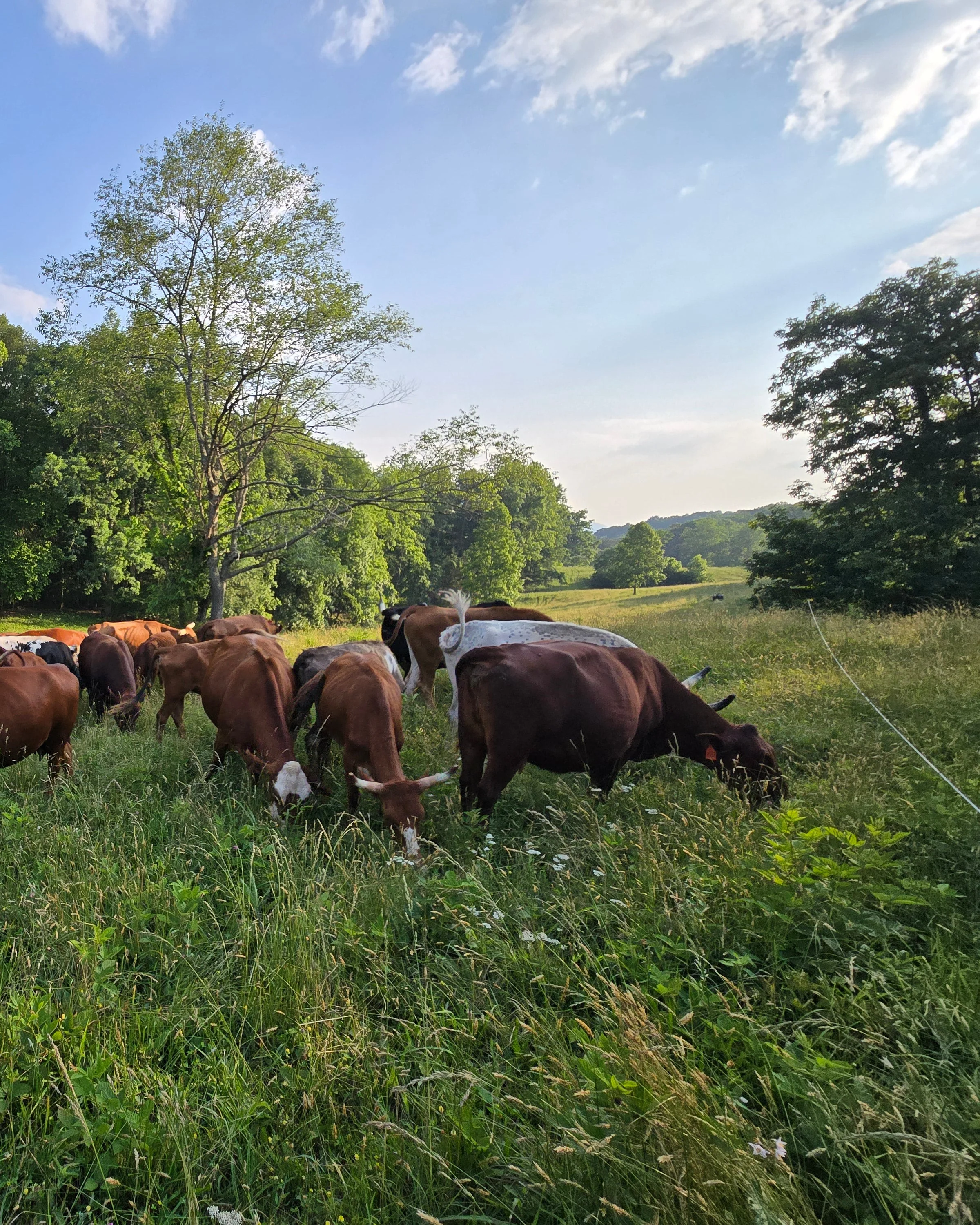 Ararat Farm photo 4