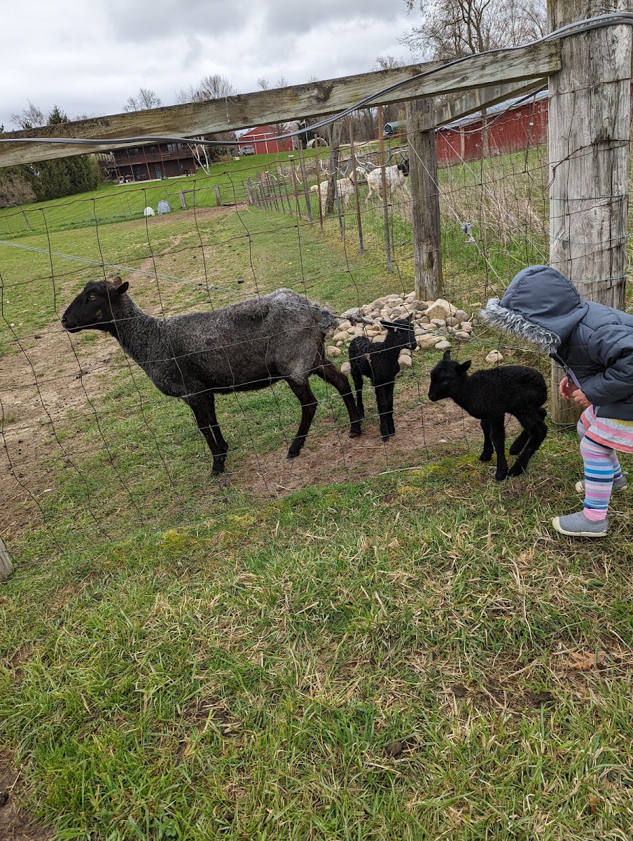 CBI's Giving Tree Farm photo 3