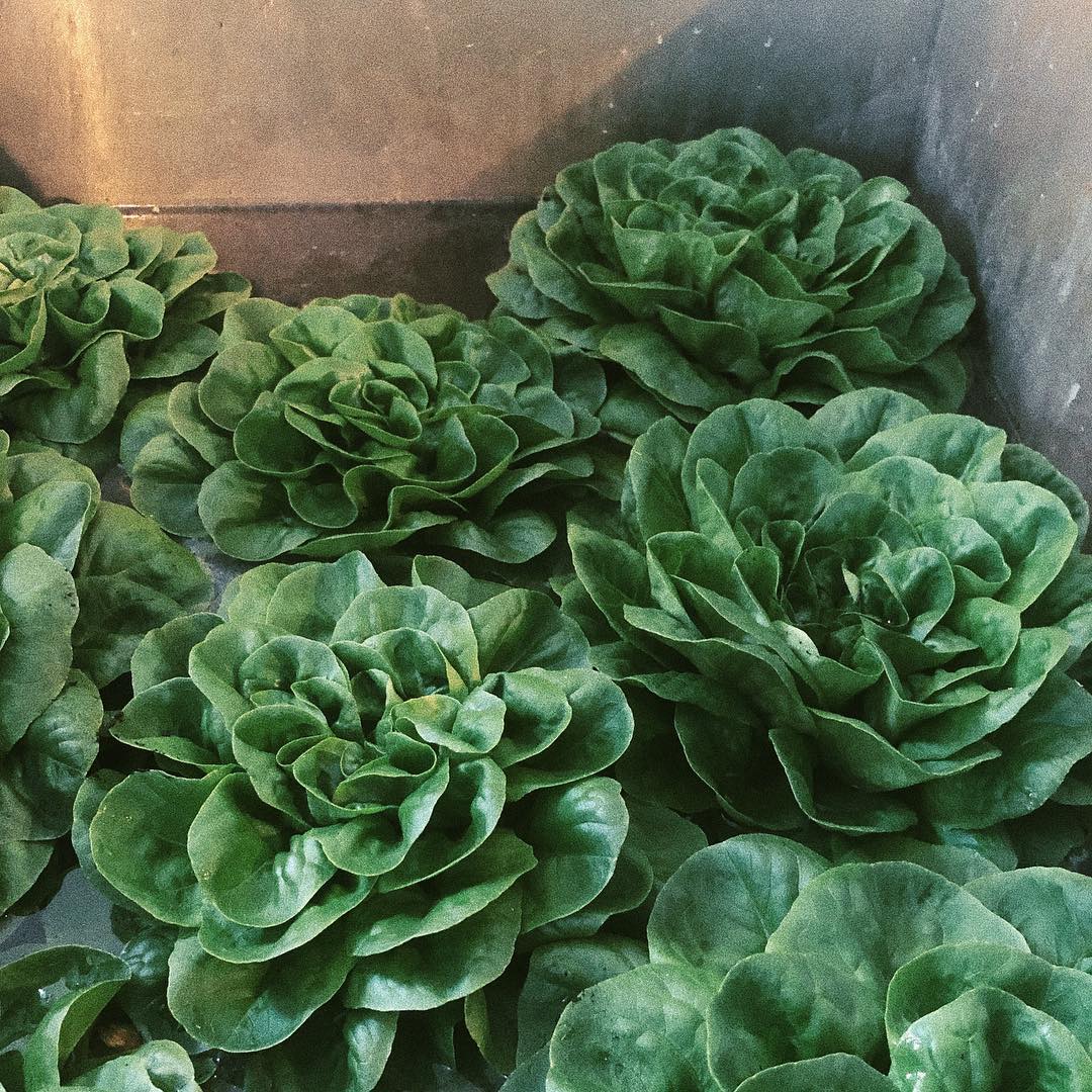 CBI's Giving Tree Farm