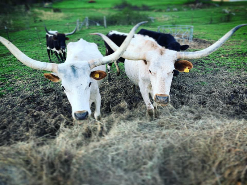 The Funny Farm photo 2