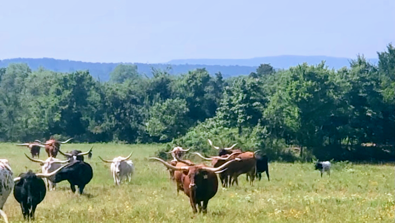 B4 Cattle Company LLC & Grass Fed Longhorn Beef