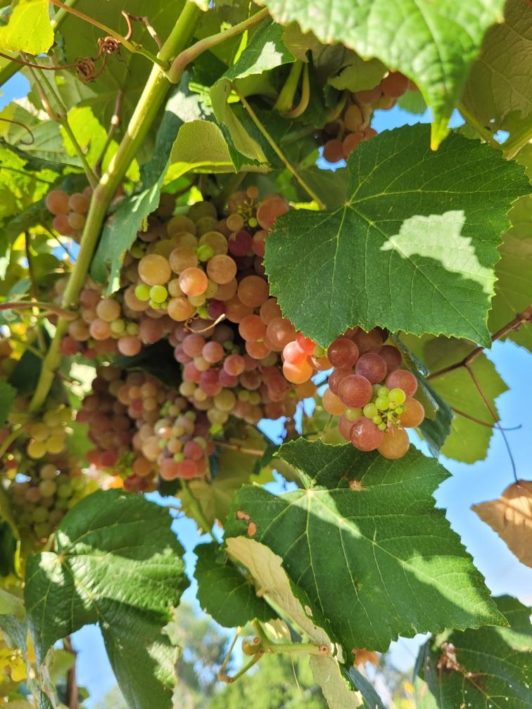 The King's Good Vineyard & Berry Farm