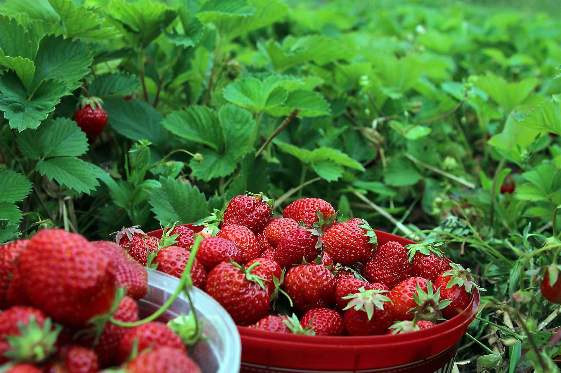 JK Orchard & Farm