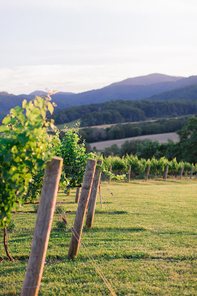 Pippin Hill Farm & Vineyards