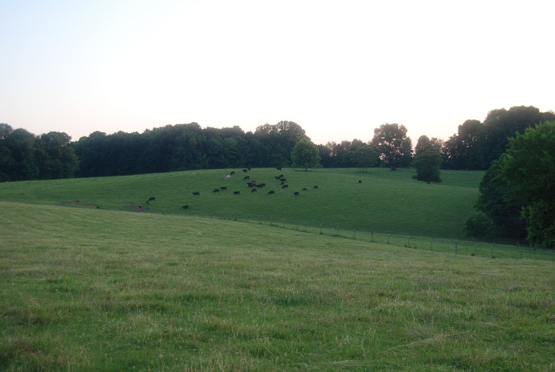 Spring Hills Farm photo 2