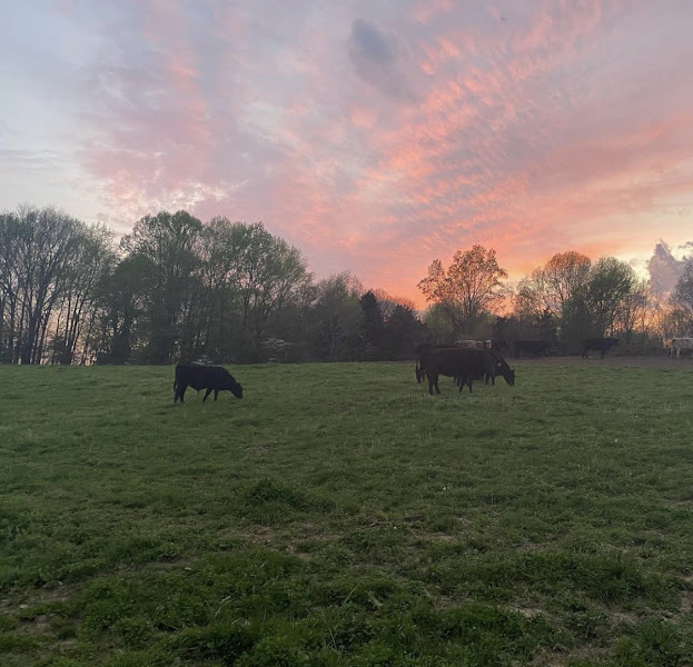 Spring Hills Farm photo 7