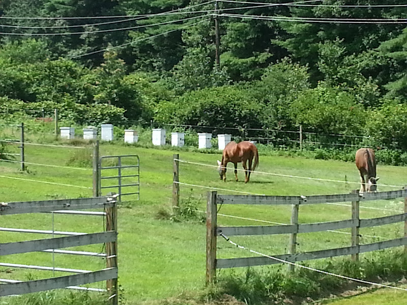 Black Birch Farm Apiaries