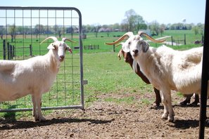 Crooked Creek Farms photo 12