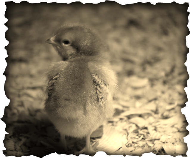 Crooked Creek Farms photo 13