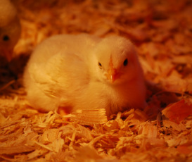 Crooked Creek Farms photo 10