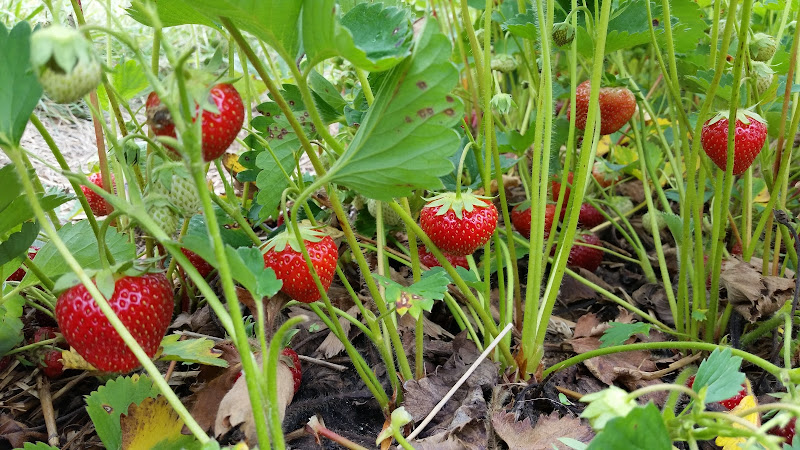 Carandale Farm photo 3