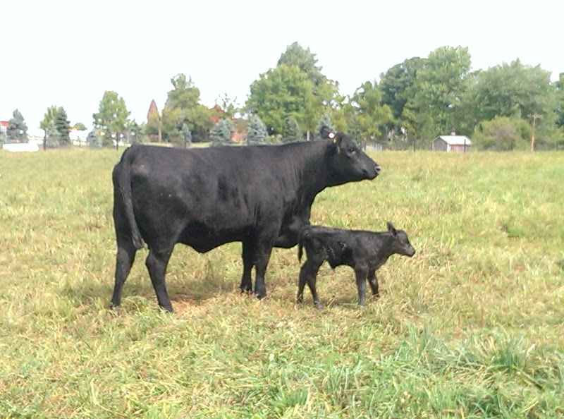 Landmark Pastoral Farms