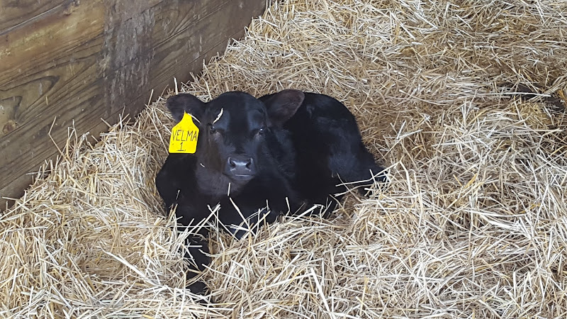 Landmark Pastoral Farms photo 4