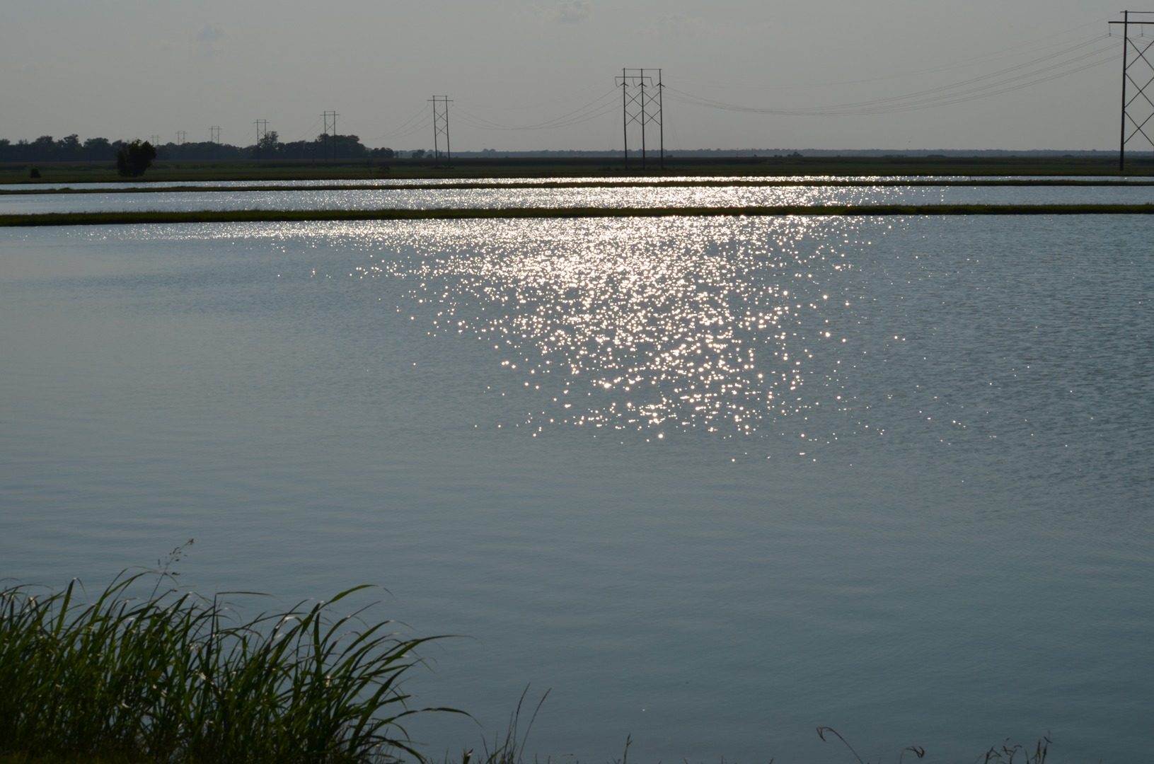 Catfish Farmers of Arkansas