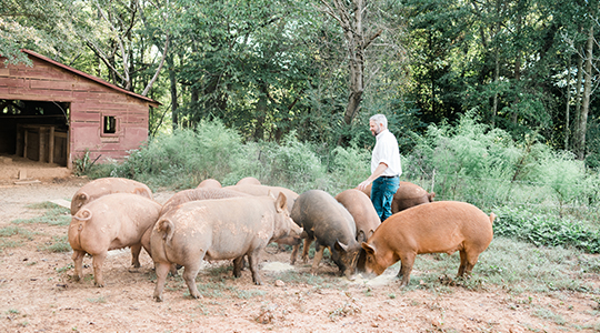 Natural Grass Fed Beef and Pork