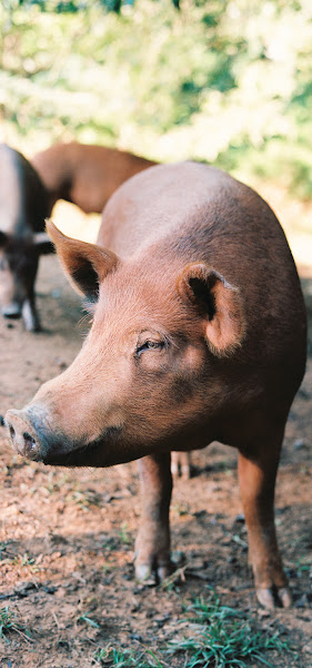 Natural Grass Fed Beef and Pork photo 2