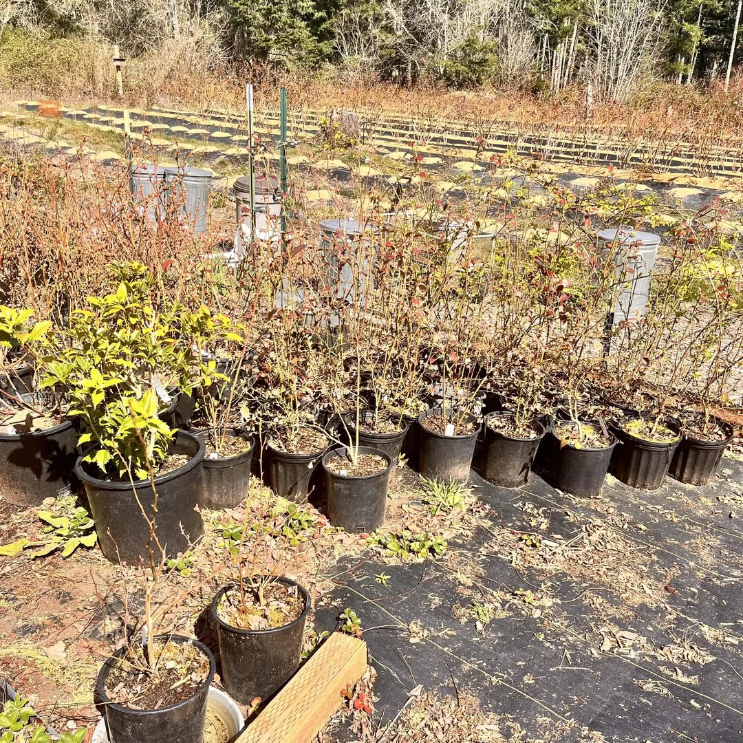 Olalla U Pick Blueberry Farm