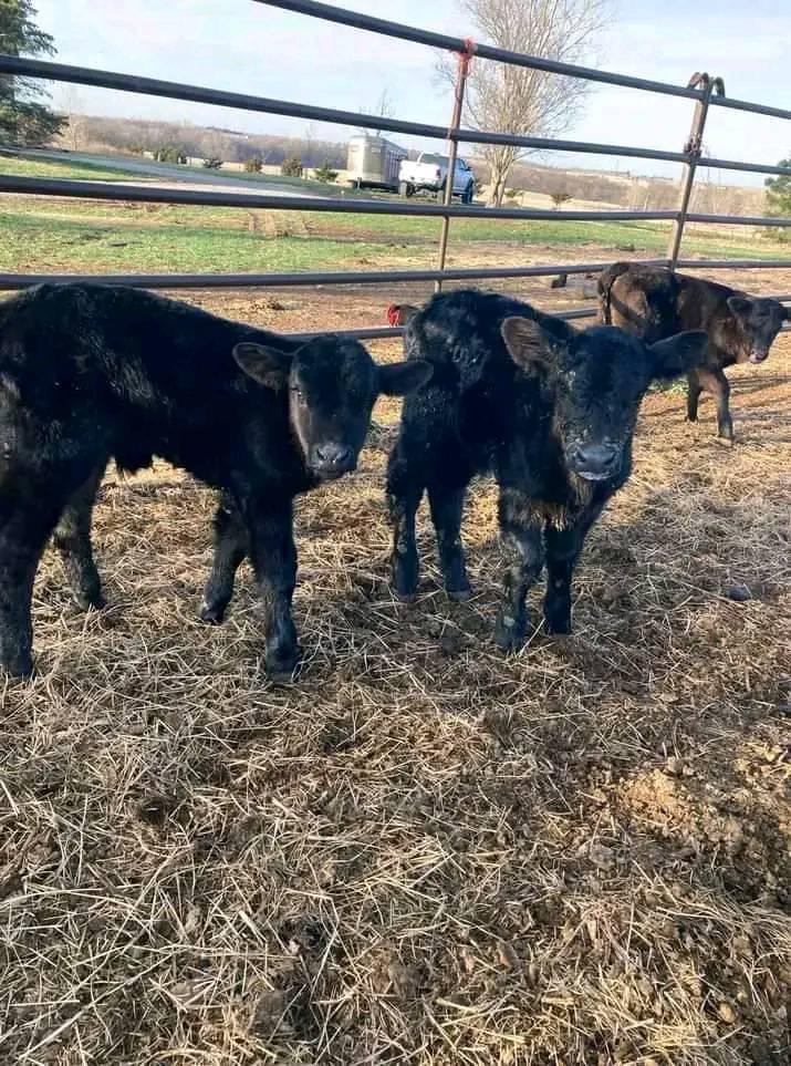 Red Dog Ranch photo 3