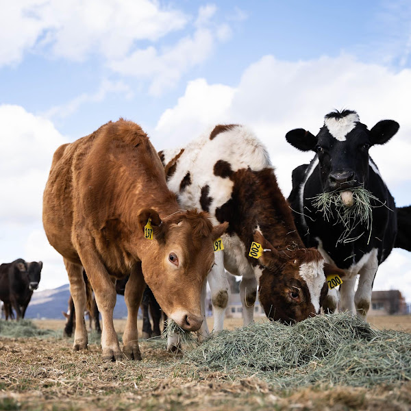 Windy Acres Dairy Farm