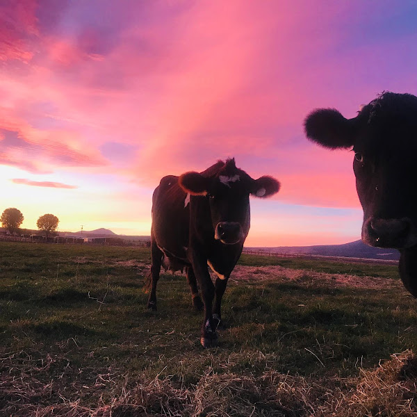 Windy Acres Dairy Farm photo 3