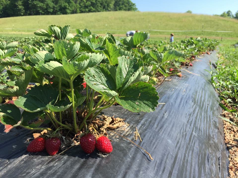 Middle Fork Farm