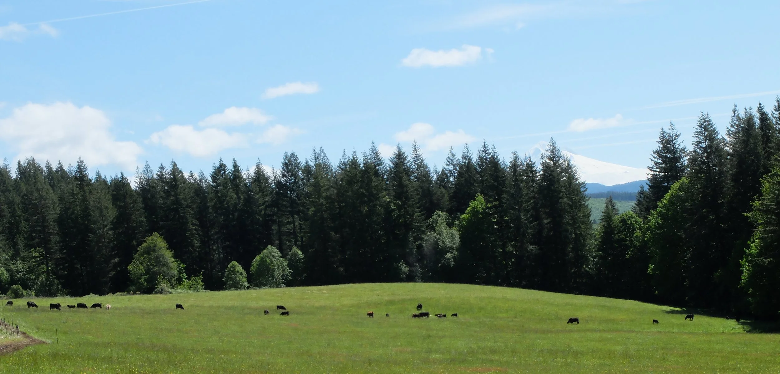 Barksdale Homestead photo 2