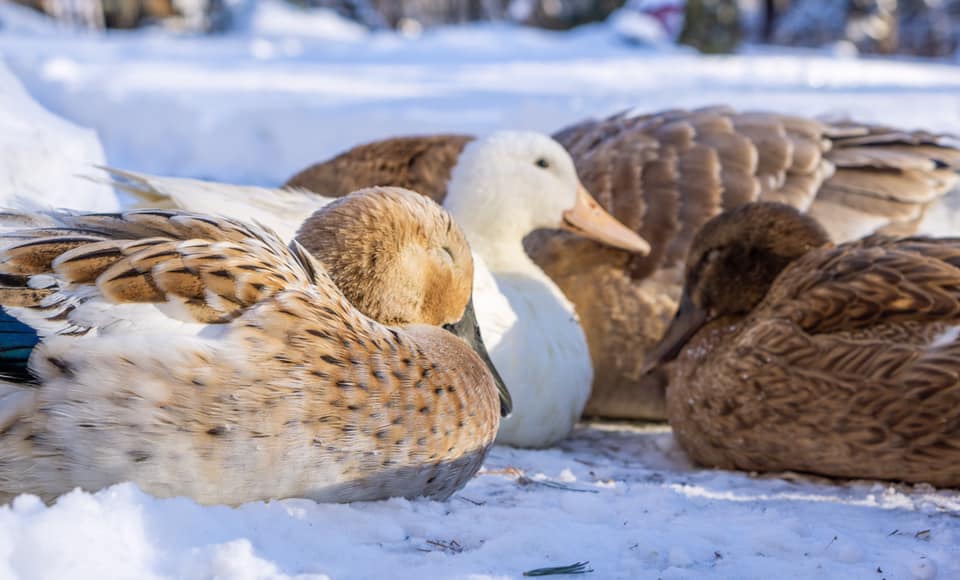 Hartland Hollow Modern Homestead photo 4