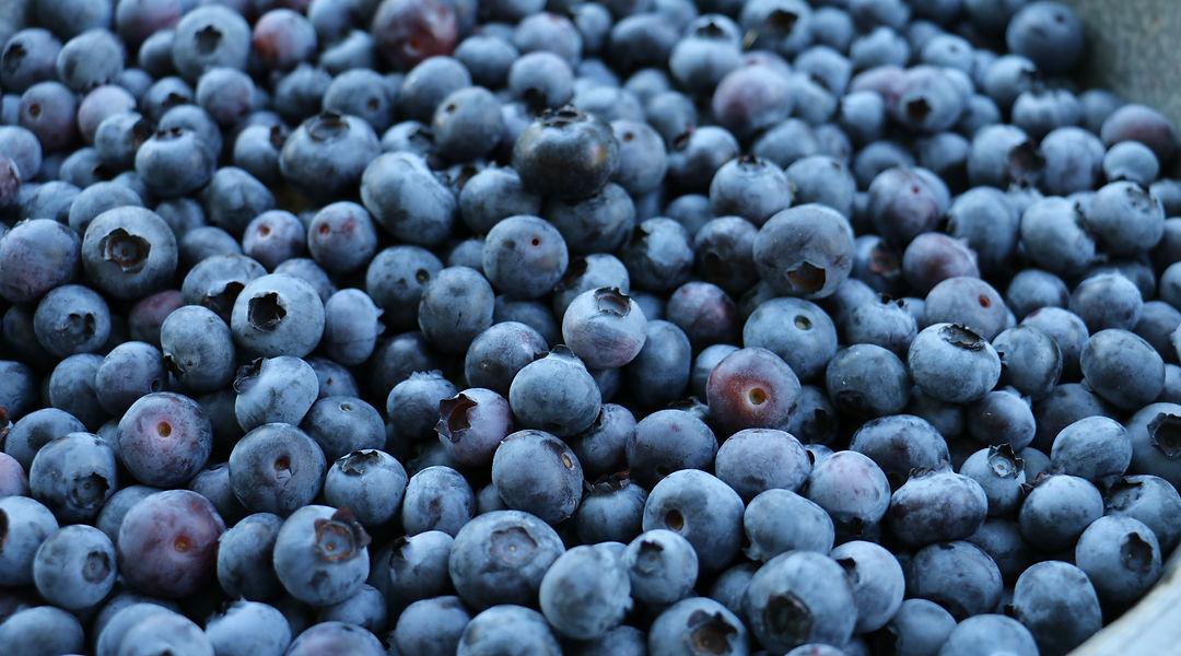 Hilda's Organic U-Pick photo 22