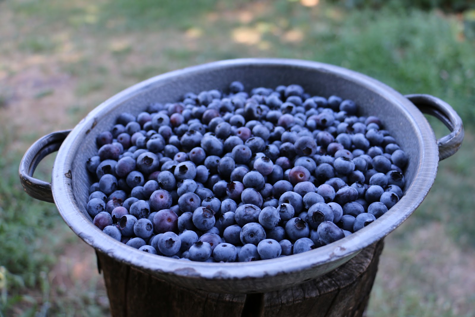 Hilda's Organic U-Pick photo 3