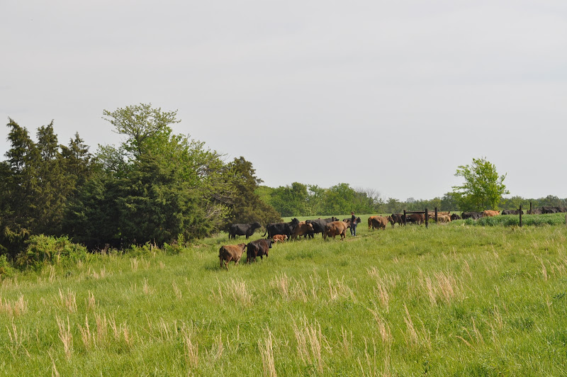 Dierks Farms Grass-Fed Beef