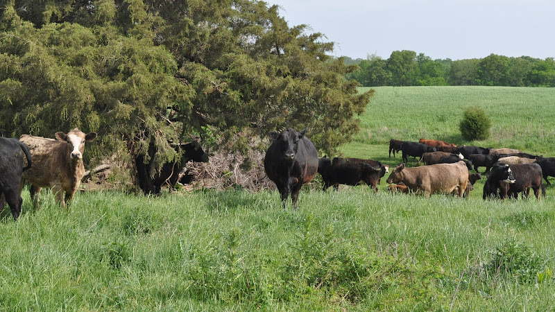 Dierks Farms Grass-Fed Beef photo 2