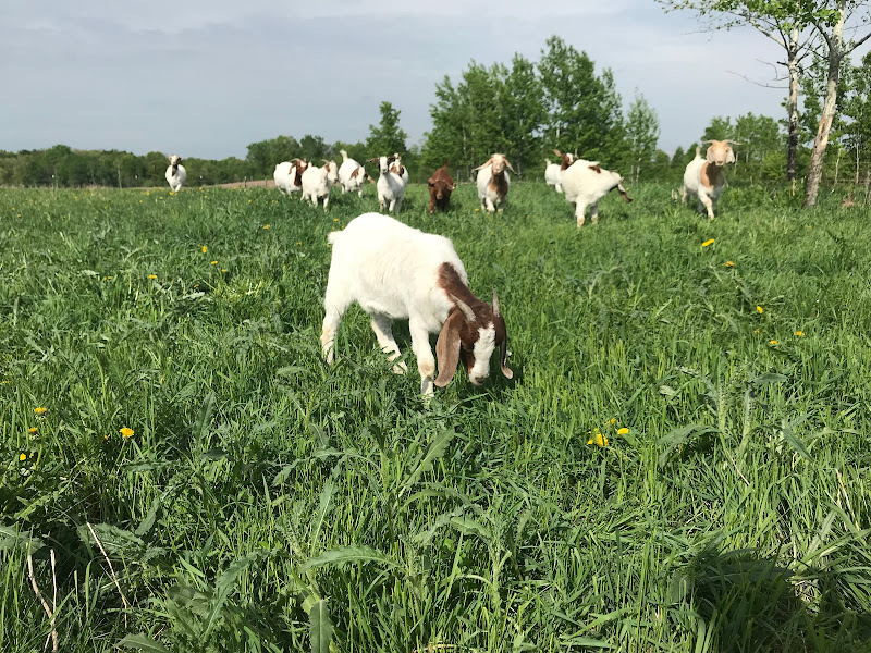 Cylon Rolling Acres, LLC