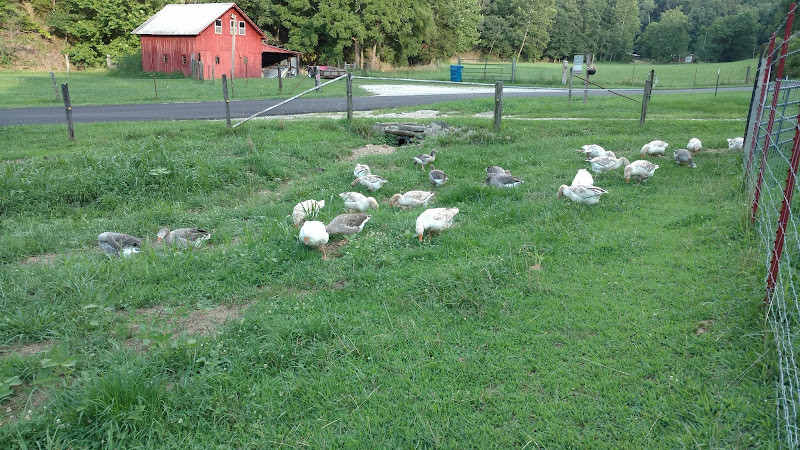 Woods Edge Farm photo 2