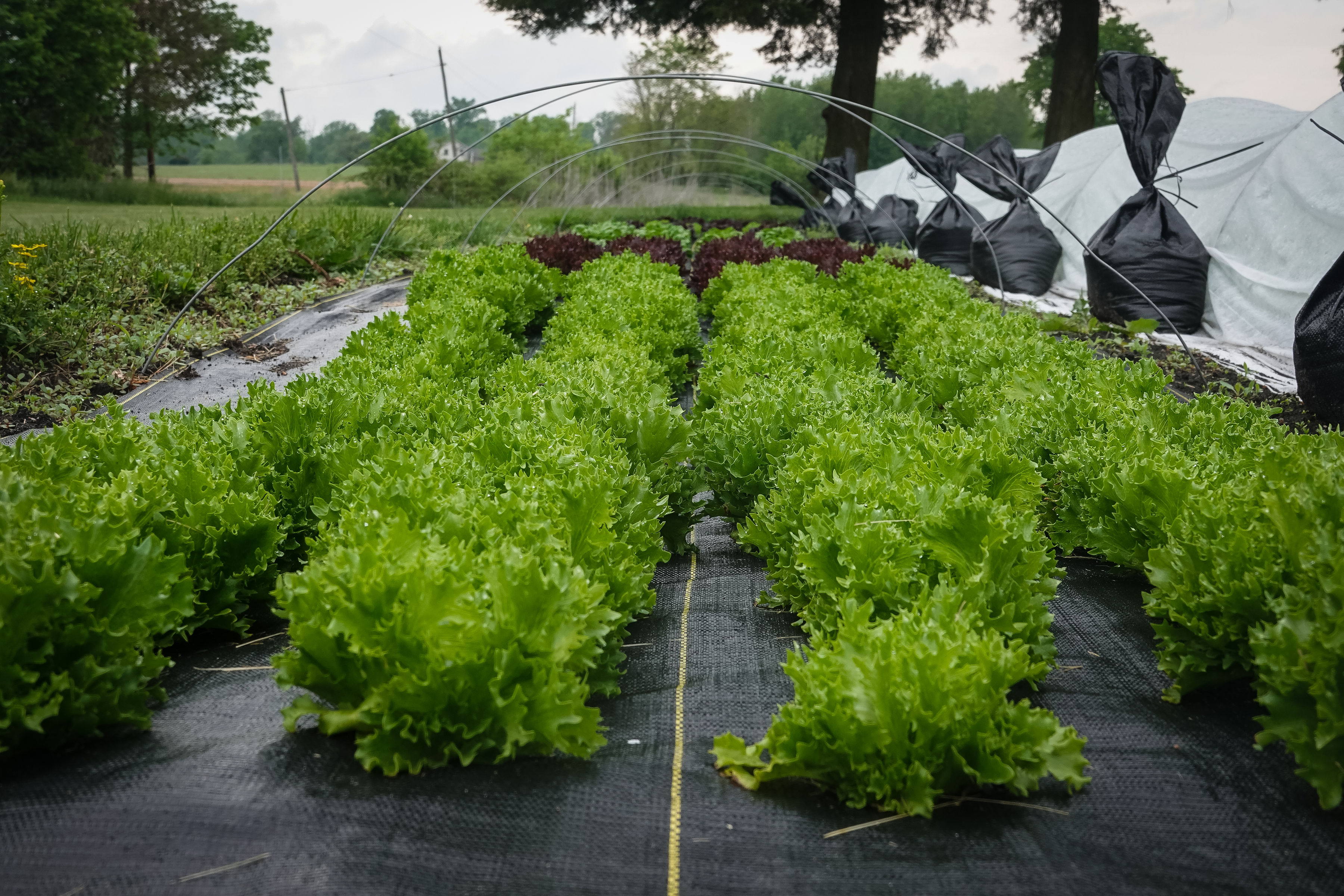 Schrock Family Farms photo 11