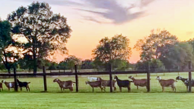 Point Blue Farm L.L.C Stand photo 2