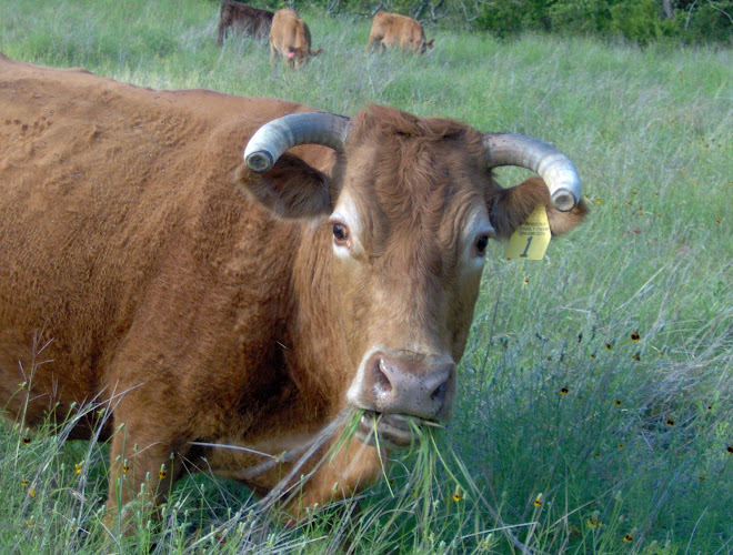 Dobecka Family Farm photo 7