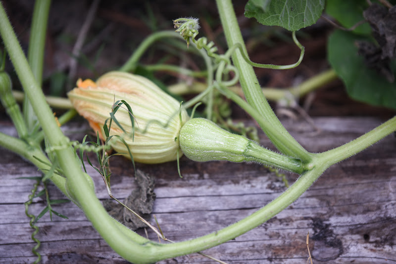 Cold Creek Natural Farm
