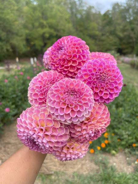 Cold Creek Natural Farm photo 6