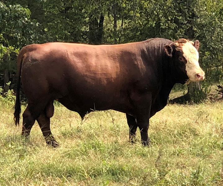 Rainy Knob Ranch photo 3