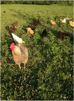 C&C Farms photo 4