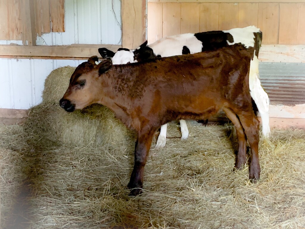 Serenity Farm