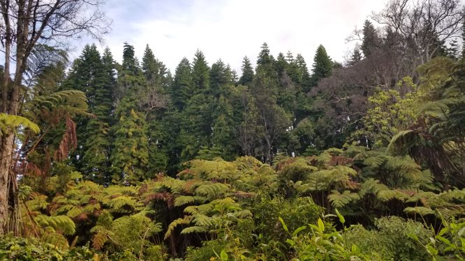 Hawaii Forest Farms photo 8