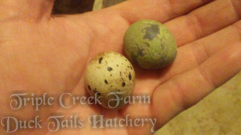 Triple Creek Farm/ Duck Tails Hatchery photo 2