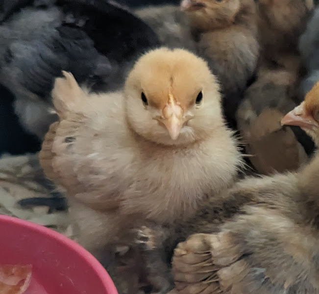 Triple Creek Farm/ Duck Tails Hatchery