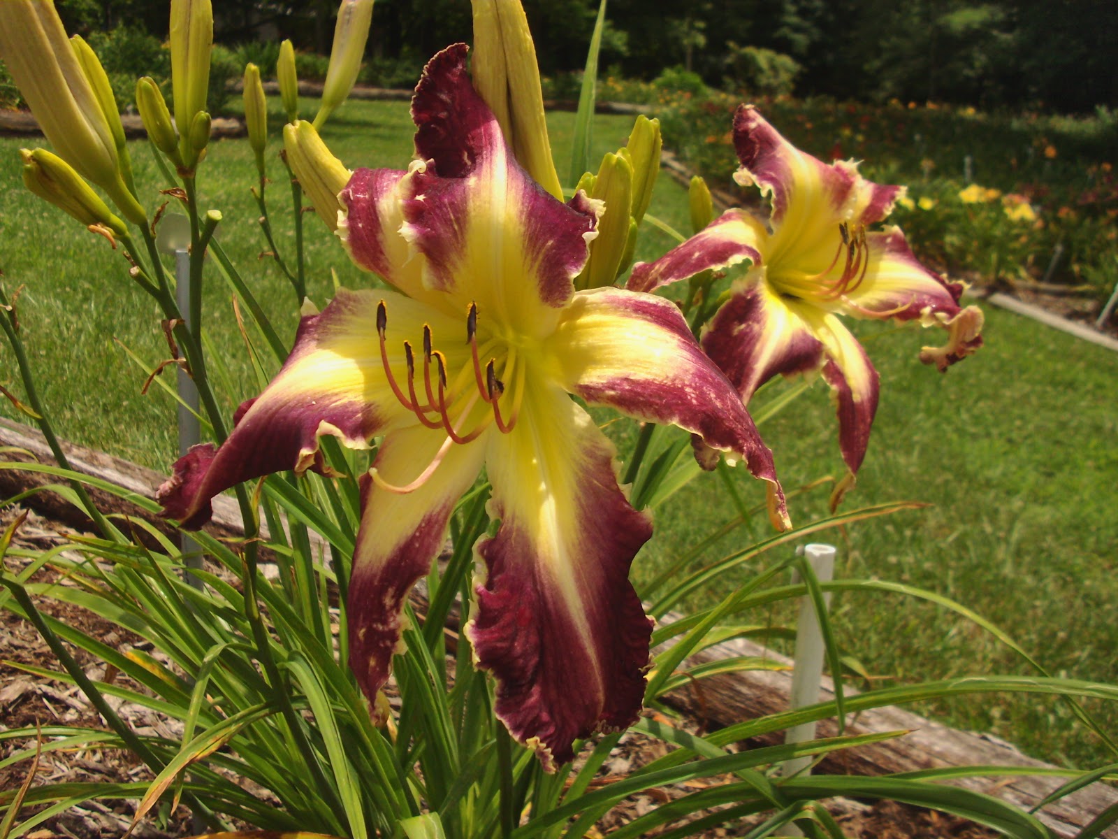 Davis Boxwood & Daylily Nursery