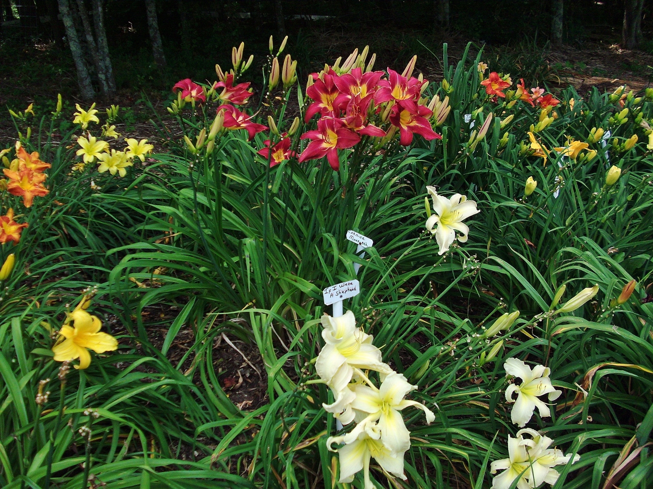 Davis Boxwood & Daylily Nursery photo 2